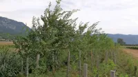  Analize na vzorčnem protivetrnem polju so pokazale, da mejice 
uspešno  ščitijo kmetijska zemljišča  pred burjo.