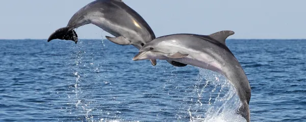 Pri raziskovanju    komunikacije delfinov znanstveniki doslej še  niso prepoznali jezika  kot sistema strukturnih vzorcev, morda zato, 
ker so  pričakovali,   da bodo našli  glasove, besede, stavke kot v človeškem jeziku.  Bomo kdaj lahko razumeli njihov jezik? 