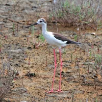 V KPSS čakajo na prve preletnike iz toplejših predelov Sredozemlja in Afrike, med njimi 
se bo v kratkem pojavil tudi polojnik (Himantopus himantopus), ki tam tudi gnezdi.