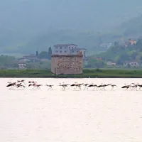 Letos so  Sečoveljske soline spet obiskali plamenci (pogovorno  
flamingi) in poželi val navdušenja obiskovalcev solin.