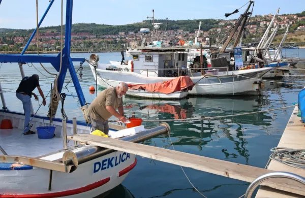 Število slovenskih ribičev se zmanjšuje, še ti, ki ribarijo, pa 
pogosto ostajajo zasidrani na obali.