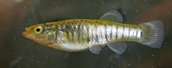Solinarka (samica) je ogrožena vrsta in sredozemski endemit. 