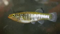 Solinarka (samica) je ogrožena vrsta in sredozemski endemit. 