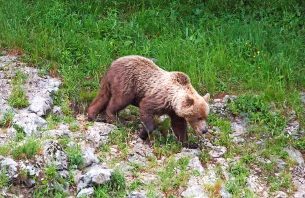 Težavno iskanje sobivanja z medvedi