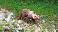 Težavno iskanje sobivanja z medvedi
