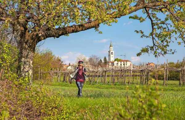 Kraško gmajno bo mogoče pristno doživeti na vodenih pohodih.