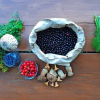 Obiskovalci bodo na delavnicah in predavanjih spoznavali kraška 
zelišča in zdravilne rastline.