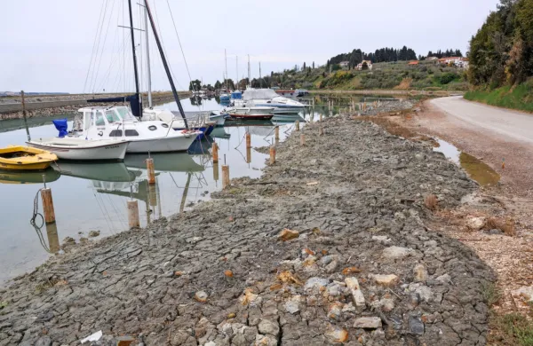 Z muljem iz Jernejevega kanala so pomotoma pokrili tudi 
zaščiteno rastlino metličje, vendar Okolje Piran obljublja, da se to 
ne bo več ponovilo. 