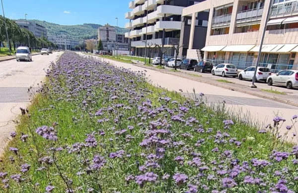 Med voznimi pasovi na Ferrarski ulici v Kopru so   posejali mešanico 
medonosnih rastlin, ki prav zdaj cvetijo. Pokosili jih bodo šele, ko 
bodo odcvetele in se bodo čebele nahranile.

