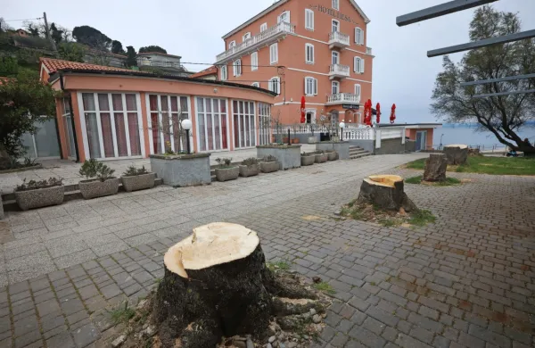 V drevoredu proti morju je Okolje Piran že požagalo poškodovana 
drevesa vrste pajesen, namesto njih pa bodo posadili drevesa 
navadnega koprivovca. 