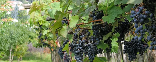 Grožnja za kraško vinogradništvo in vinarstvo
