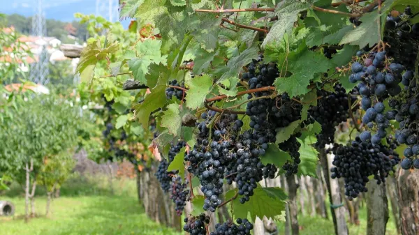 Grožnja za kraško vinogradništvo in vinarstvo
