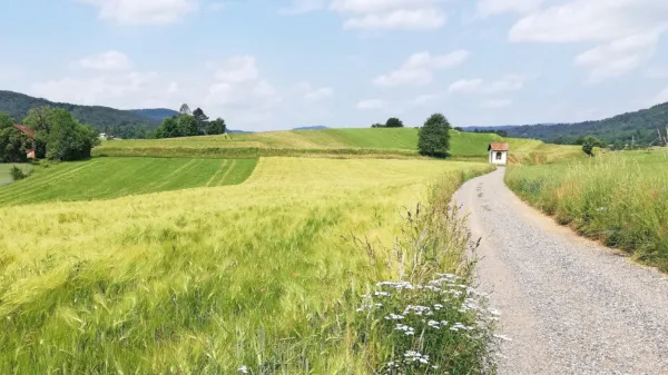 Vsak dan zaradi urbanizacije izgubimo za eno kmetijo kmetijskih 
zemljišč (7 ha).