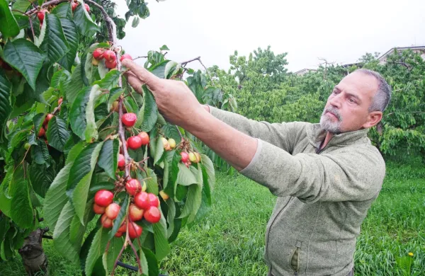 Sadjar Aleksij Mavrič s Kojskega ima češnje na takih legah, da jih burja ni poškodovala. Več preglavic ima zaradi dežja.



