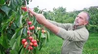 Sadjar Aleksij Mavrič s Kojskega ima češnje na takih legah, da jih burja ni poškodovala. Več preglavic ima zaradi dežja.



