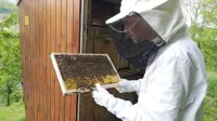 Čebele so letos ostale brez spomladanske paše, zato čebelarji 
upajo, da bo več sreče vsaj z lipovo, kostanjevo in gozdno. 