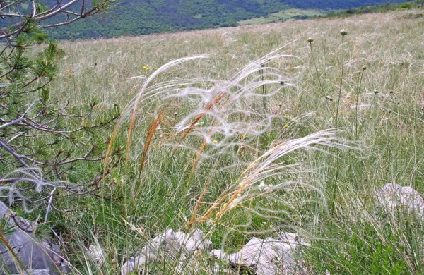 Bonitetne točke posameznih kraških travnikov so se povečale tudi 
za šestkrat.