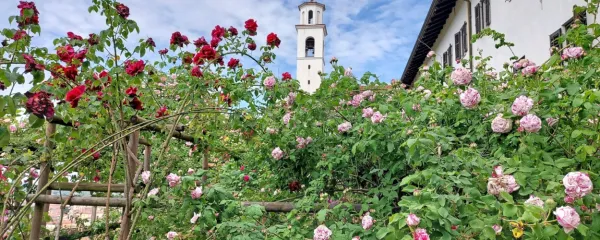 Očarljive burbonke so svoje mesto dobile na vrtu Frančiškanskega 
samostana na Kostanjevici nad Novo Gorico. 