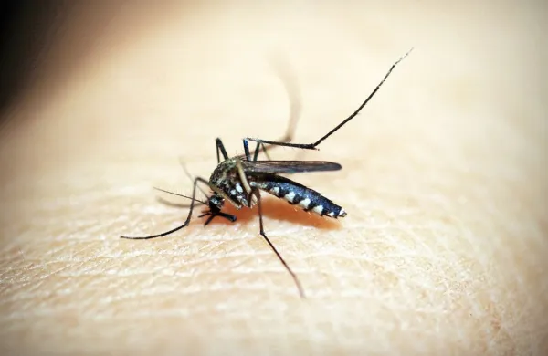 Samice tigrastih komarjev se hranijo s krvjo ljudi in toplokrvnih 
živali ter zato lahko prenašajo tudi različne virusne bolezni.