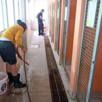 Ko so psi v zunanjih izpustih, oskrbniki počistijo njihove bokse. 