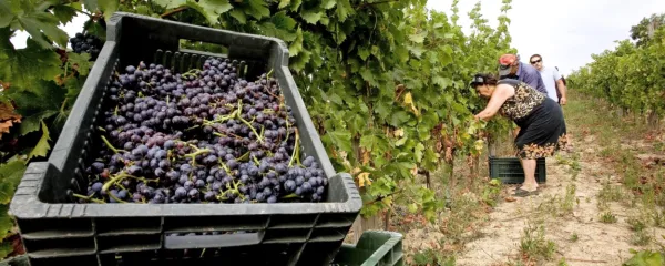 V Istri so iztrgali pozabi cipro in nekaj drugih  sort, po vsej Primorski pa jih je še veliko več.