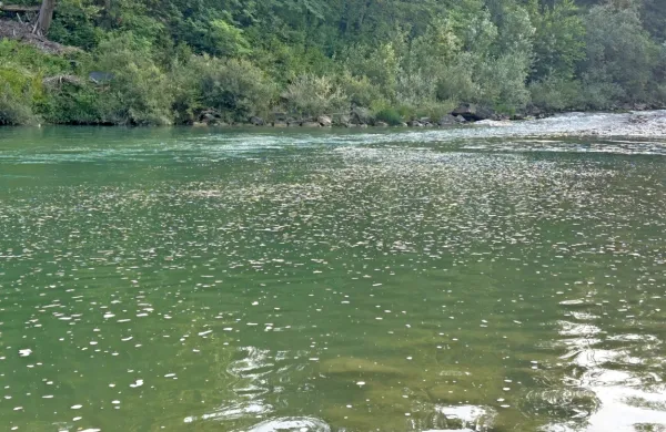 Pene na gladini Soče pri Desklah še kar vztrajajo.