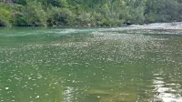 Pene na gladini Soče pri Desklah še kar vztrajajo.
