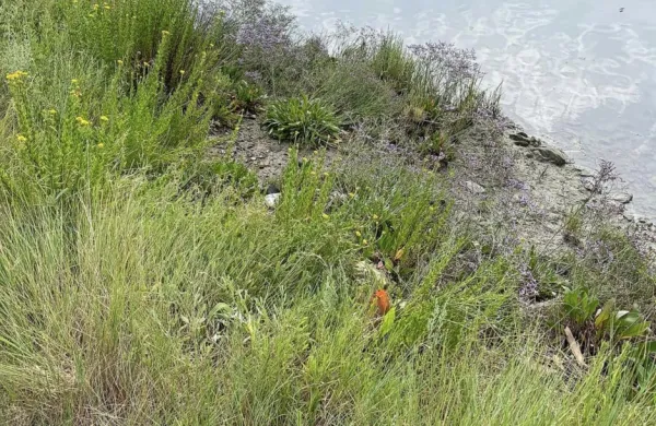 Na Seči zakoličili območja metličja