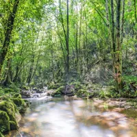 Zelena neokrnjena dolina potoka Kožbanjšček spominja na amazonski pragozd.

