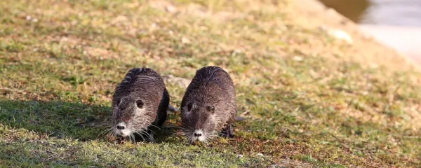 Hijene in nutrije na muhi sovražnega govora