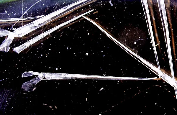 Planktonski polžki imajo le centimeter dolgo  lupinico v obliki 
iglice.  