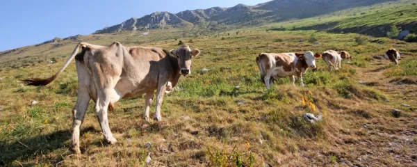 V korist rejnih živali bi se morali končno odločiti za radikalno 
prepoved neetične eksploatacije živali in dovoliti le pašno vzrejo, 
ne glede na živalsko vrsto.