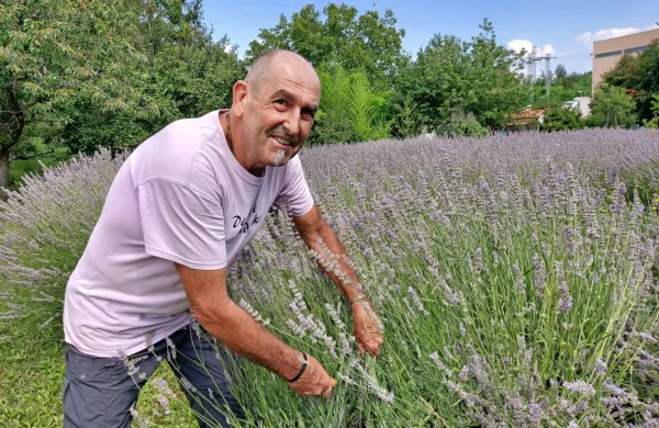 Stojan Korošec ob žetju sivke v Divači.