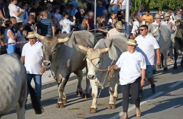 Na letošnji Jakovlji je sodelovalo 21 boškarinov in 14 rejcev iz vseh 
koncev  Istre in z otoka Krka. 