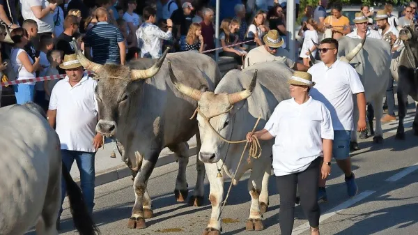 Na letošnji Jakovlji je sodelovalo 21 boškarinov in 14 rejcev iz vseh 
koncev  Istre in z otoka Krka. 