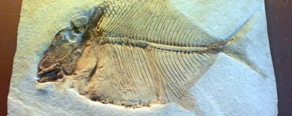  Fosilna riba Proscinetes elegans - okamenela priča preteklosti 