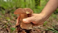 Če pri nabiranju gob nismo pozorni ali pa smo preslabo podučeni 
o lastnostih gob, lahko pride do zastrupitve in tragičnih posledic.