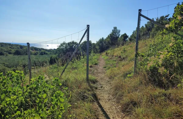 Zakupnik je kmetijsko parcelo sredi Resslovega gaja ogradil, 
čeznjo pa vseeno pustil odprto pot. 