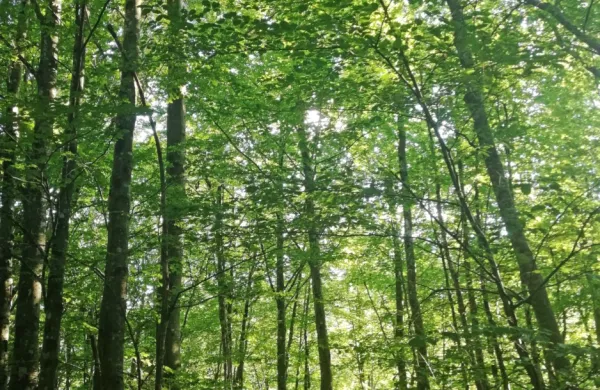 Vročini lahko ubežimo s kopanjem  v rekah in jezerih ali s sprehodom  po 
naravi, predvsem po gozdovih.    