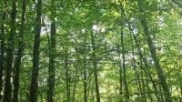 Vročini lahko ubežimo s kopanjem  v rekah in jezerih ali s sprehodom  po 
naravi, predvsem po gozdovih.    