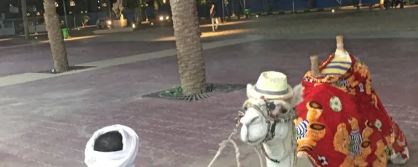 Kamele, ki so nekoč prečkale puščavo, danes delajo za turiste kar 
na ulicah.