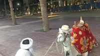 Kamele, ki so nekoč prečkale puščavo, danes delajo za turiste kar 
na ulicah.