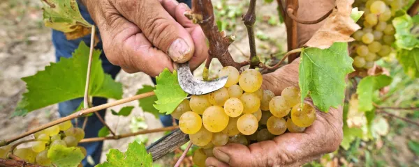 Trte ali robida. Dilema, ki to ni.