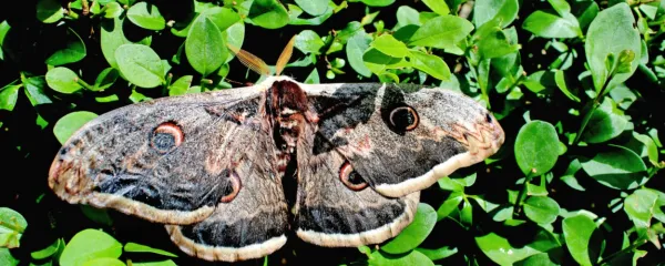 Veliki nočni pavlinček (Saturnia pyri) je orjak med metulji.

 

