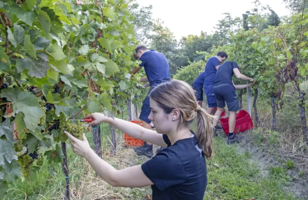 V Brdih tradicionalno med prvimi zaživijo vinogradi na posestvu Bjana. V delo je vpeta tudi mlajša generacija, Lara (na fotografiji) in Jaša Sirk. 