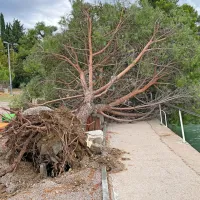 Na Debelem rtiču je veter izruval mogočen bor.