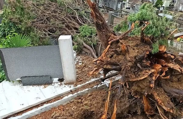 Mogočna cipresa na pokopališču v Škocjanu ni vzdržala sile narave 
in je poškodovala dva nagrobna spomenika. 