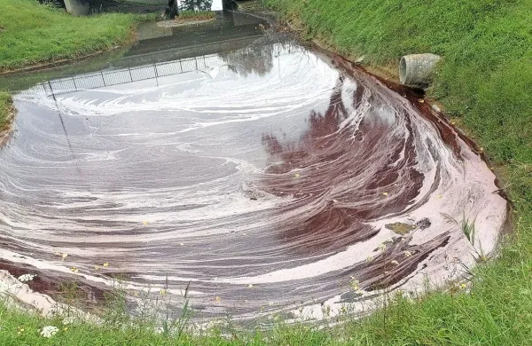 Že tretje  leto v času trgatve se različne službe ukvarjajo z rdeče obarvanim kanalom Badaševice.   