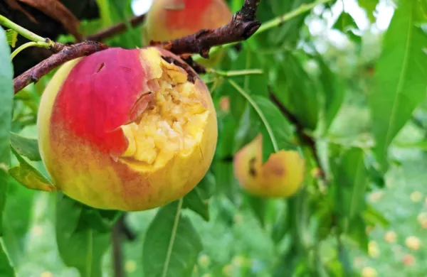 Takšne posledice je na sadju v spodnji Vipavski dolini povzročilo 
divjanje toče konec julija.