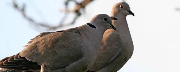 Turška grlica je prebivalka mestnih parkov.